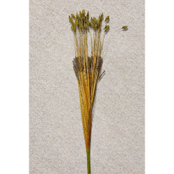 Paşabahçe Grass 75 cm Yeşil - 2